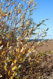 Salix phylicifolia