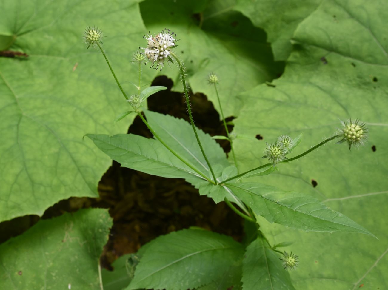 Изображение особи Dipsacus pilosus.