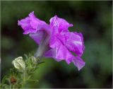 Petunia × atkinsiana. Бутон и цветок. Московская обл., Раменский р-н, окр. дер. Хрипань, садовый участок. 07.07.2022.