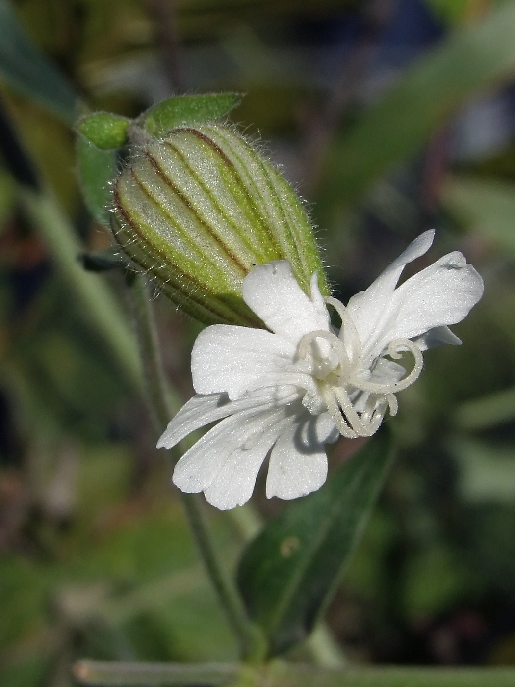 Image of Melandrium album specimen.