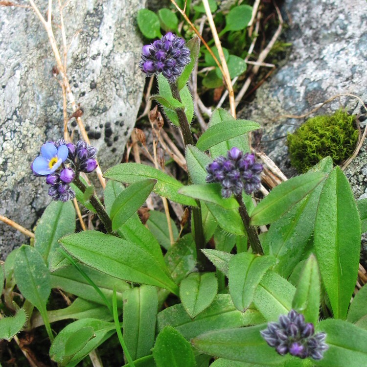 Image of Myosotis asiatica specimen.