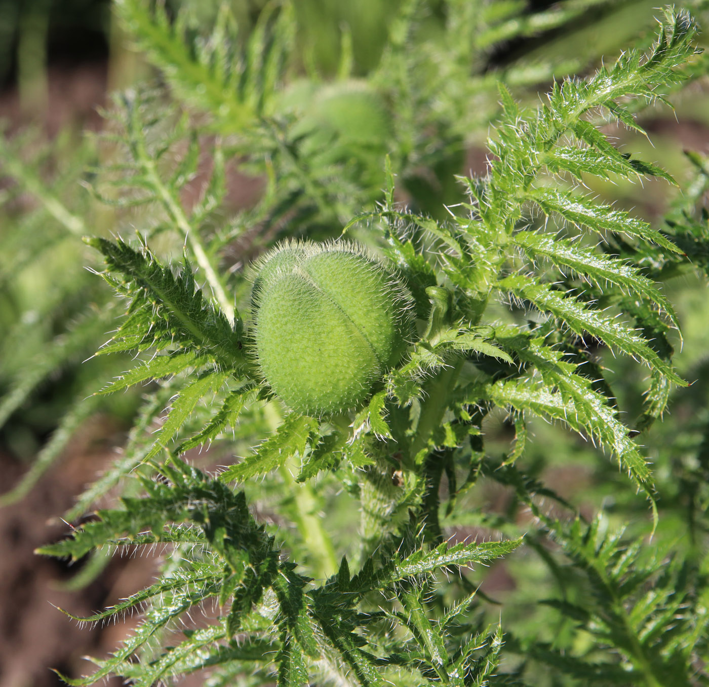 Image of Papaver setiferum specimen.