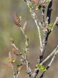 Betula humilis