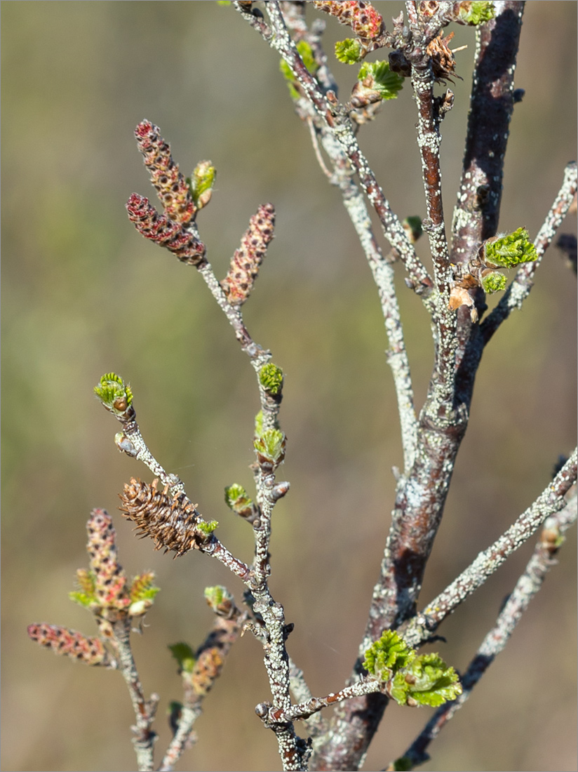 Image of Betula humilis specimen.