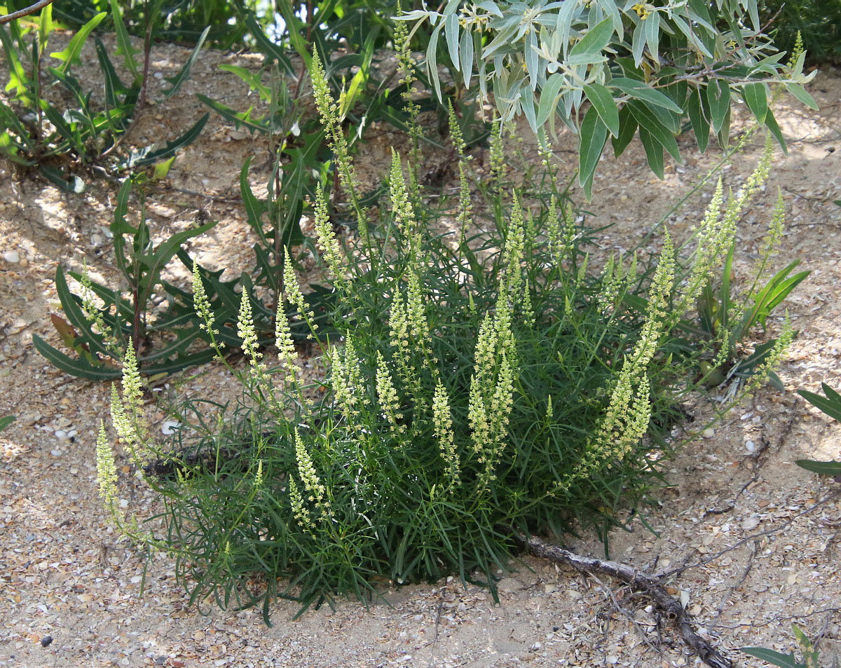 Image of Reseda lutea specimen.