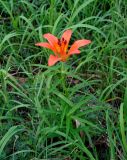 Lilium pensylvanicum