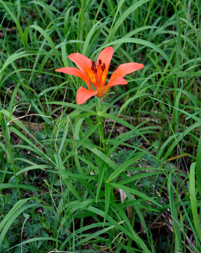 Image of Lilium pensylvanicum specimen.