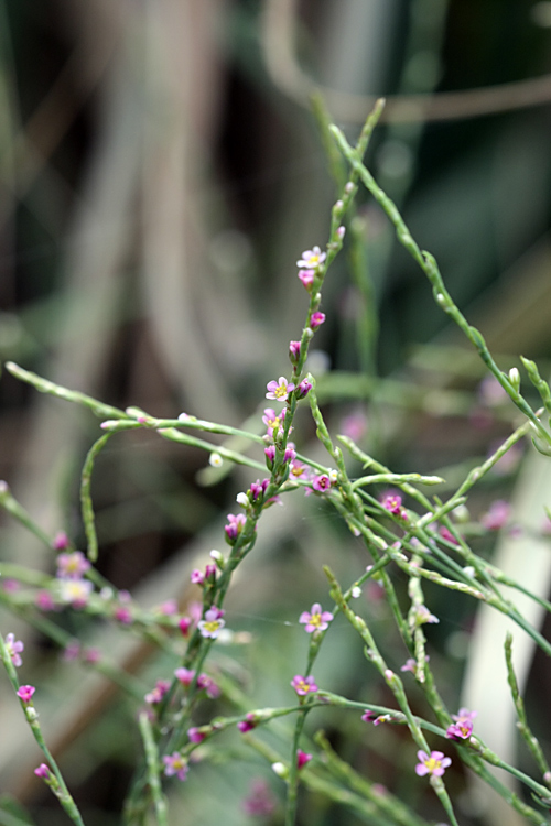 Изображение особи Polygonum hyrcanicum.