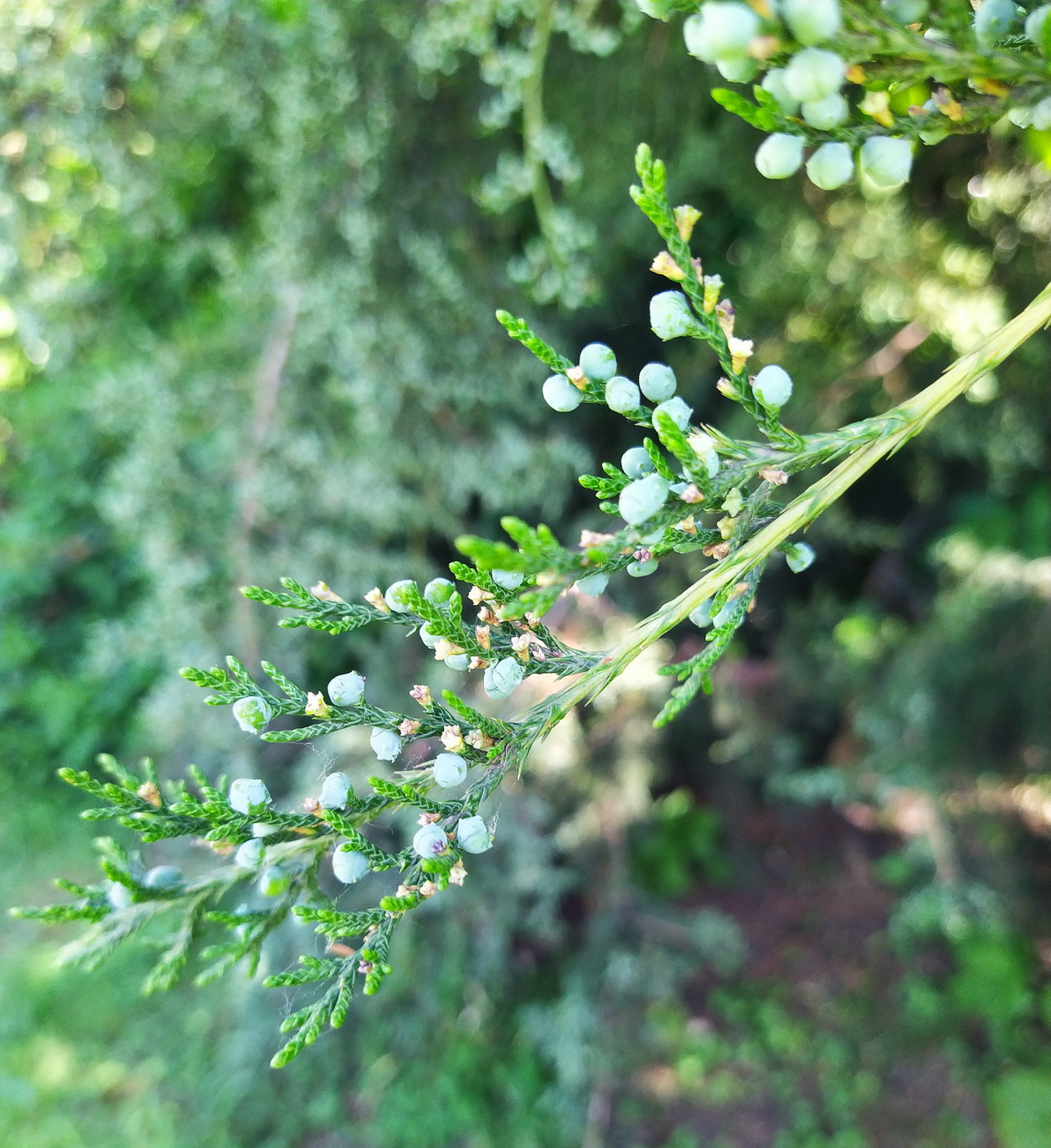 Изображение особи Juniperus virginiana.