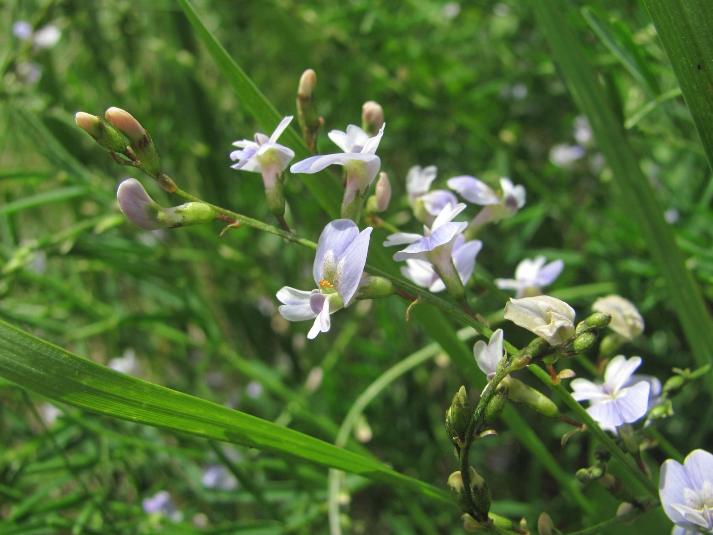 Изображение особи Astragalus austriacus.