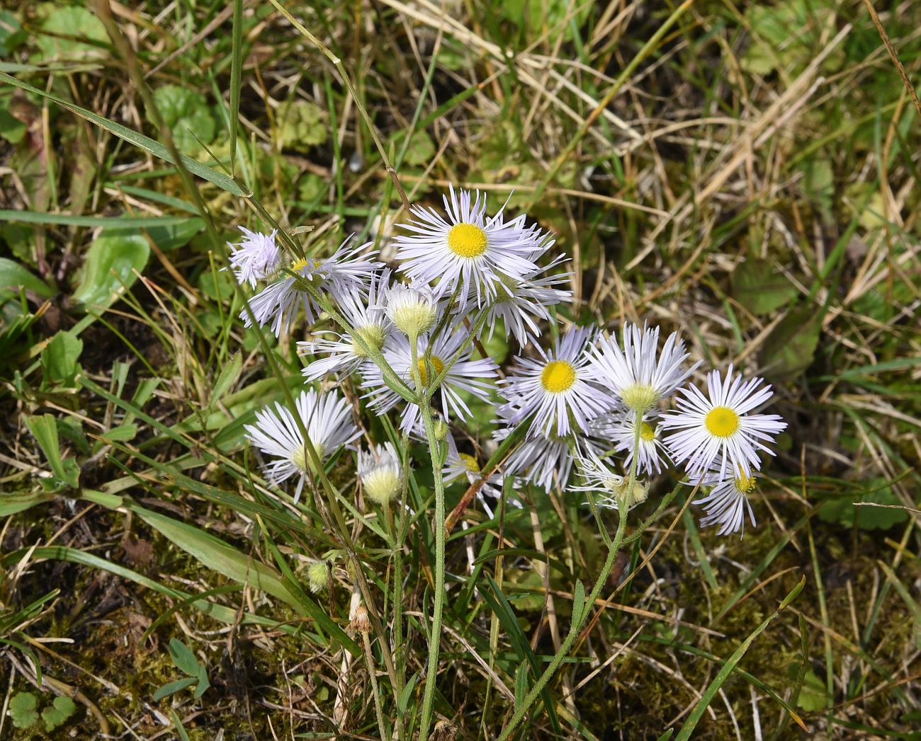 Image of Erigeron annuus specimen.