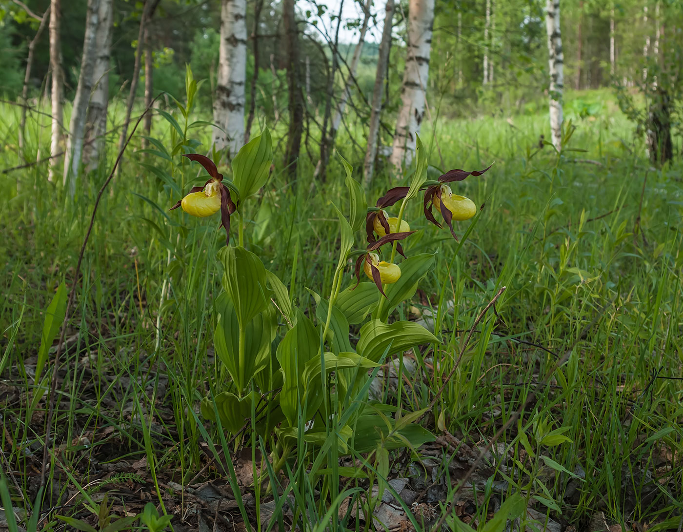 Image of Cypripedium calceolus specimen.