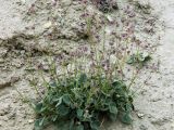 Nepeta floccosa