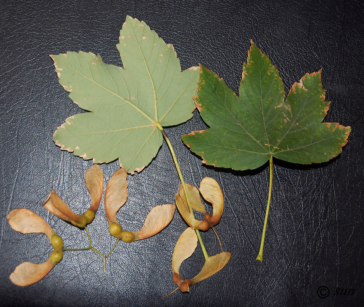 Image of Acer pseudoplatanus specimen.