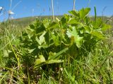 Ranunculus oreophilus. Основание растения с прикорневыми листьями. Адыгея, Кавказский биосферный заповедник, склон горы Блям, ≈ 2200 м н.у.м., субальпийский луг. 19.07.2015.