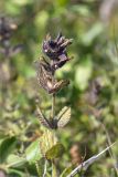 Bartsia alpina. Верхушка побега с отцветшим соцветием. Мурманская обл., п-ов Средний, берег р. Выкат, закустаренная луговина. 12.07.2023.