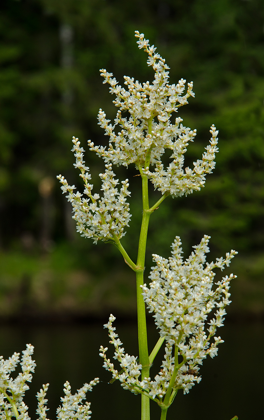 Изображение особи Aconogonon alpinum.