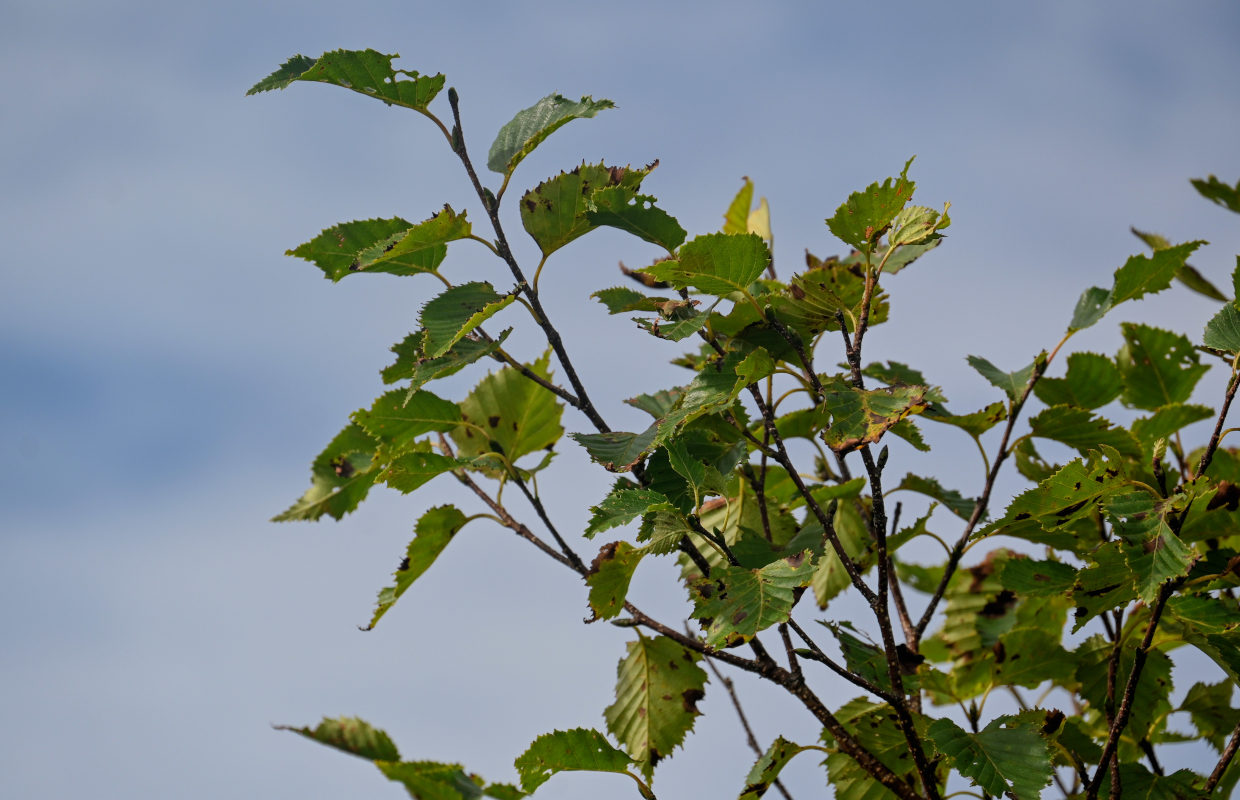 Изображение особи Betula ermanii.