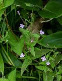 род Epilobium