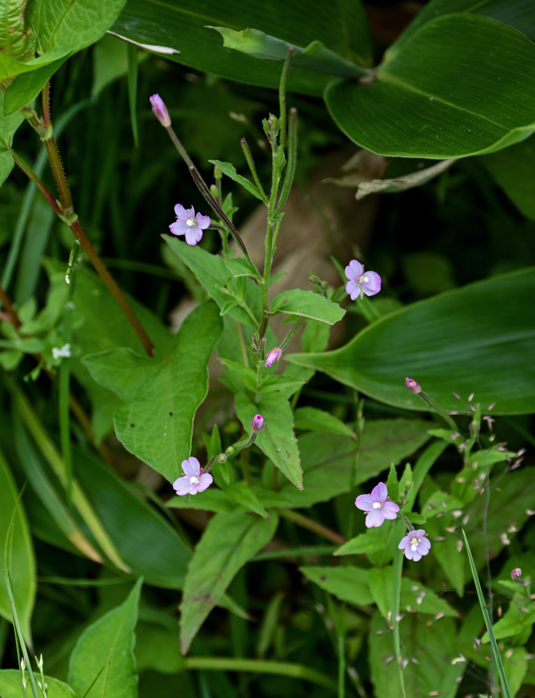 Image of genus Epilobium specimen.