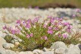 Chamaenerion colchicum. Цветущее растение. Карачаево-Черкесия, Карачаевский р-н, Большой Кавказ, долина р. Кичкинекол (Узункольский), ≈ 2180 м н.у.м., частично задернованная галечная отмель между протоками реки, среди камней. 21.07.2023.