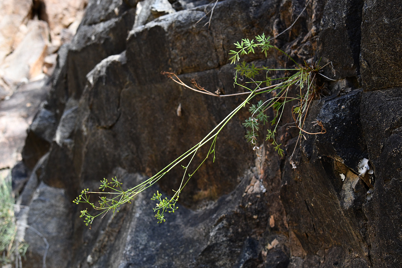 Image of Tschulaktavia saxatilis specimen.