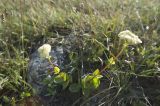 Hylotelephium caucasicum