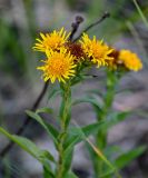 Inula aspera