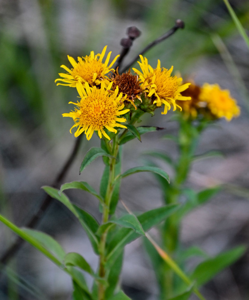 Image of Inula aspera specimen.