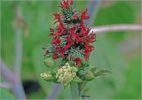 Ricinus communis. Мужские (с белыми пыльниками) соцветия и женские (с красными рыльцами) цветки. Московская обл., Раменский р-н, окр. дер. Хрипань, садовый участок. 27.08.2023.