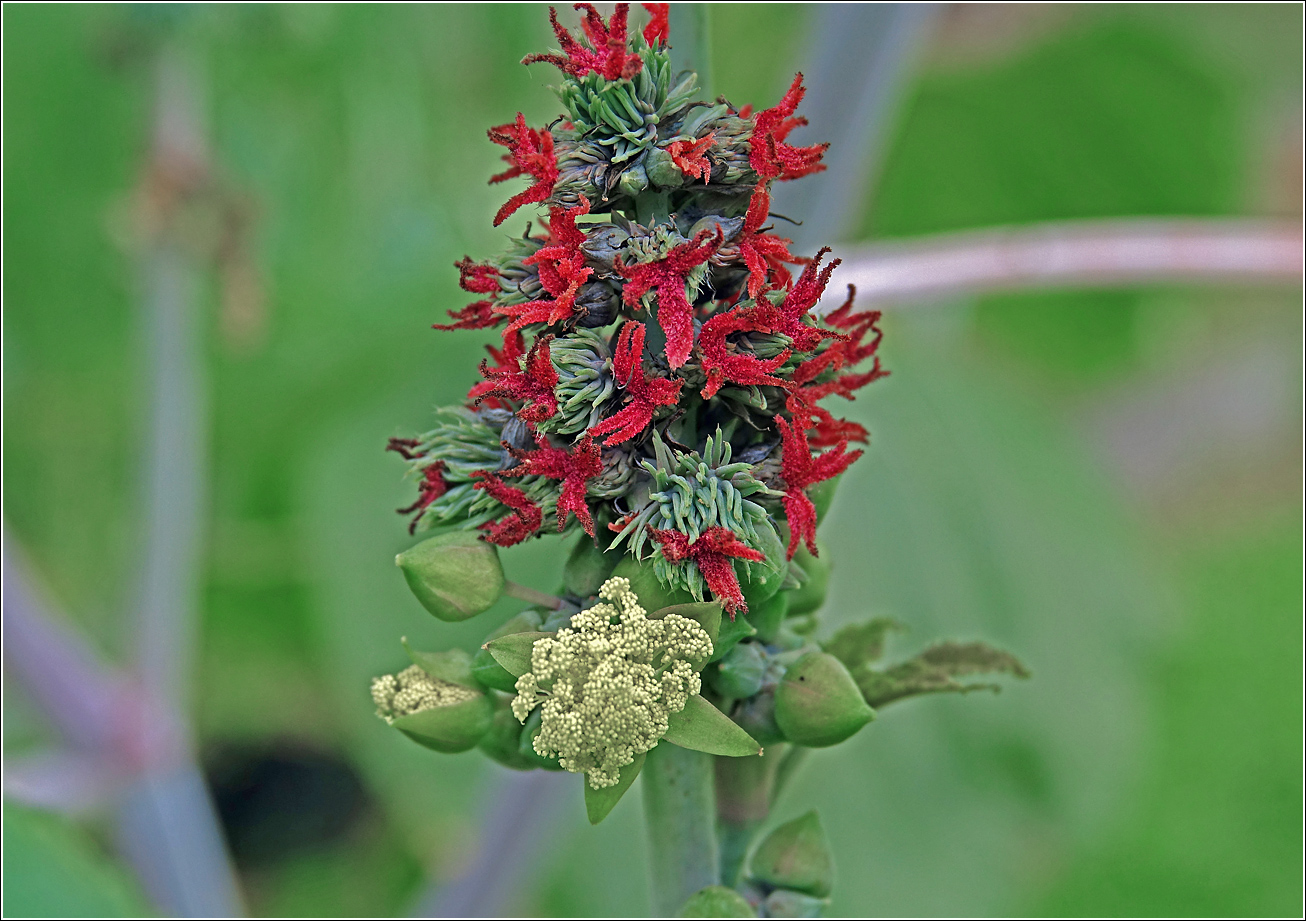 Изображение особи Ricinus communis.