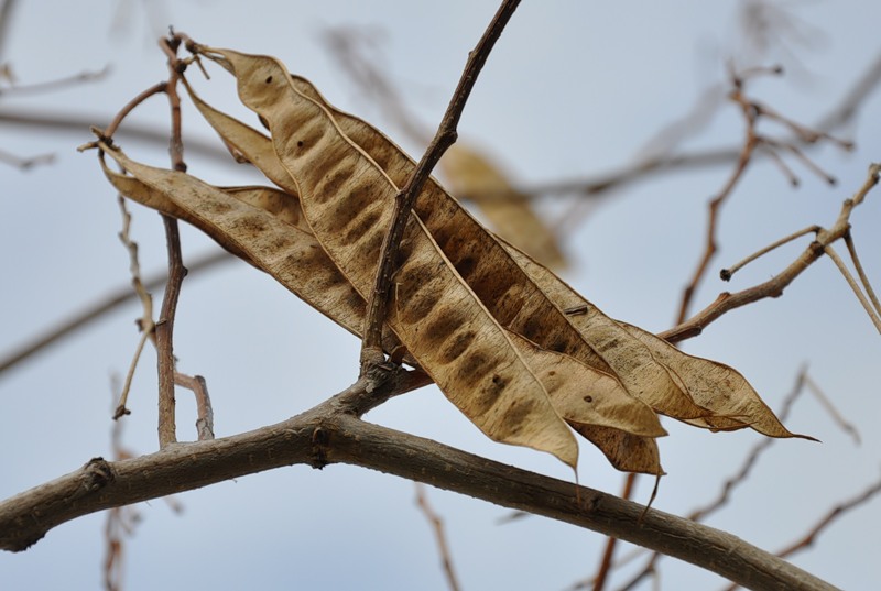 Image of Albizia julibrissin specimen.