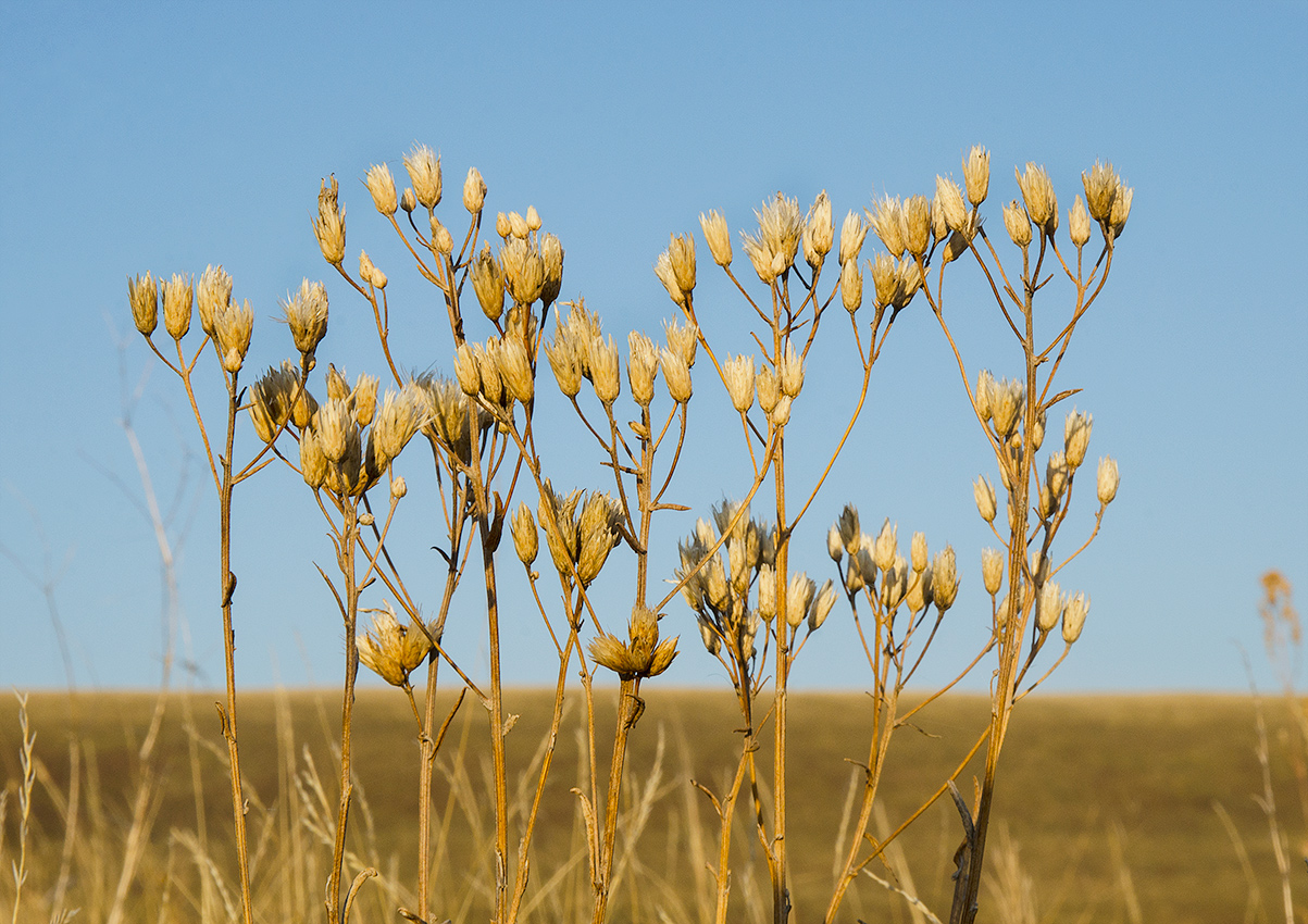 Image of Jurinea multiflora specimen.