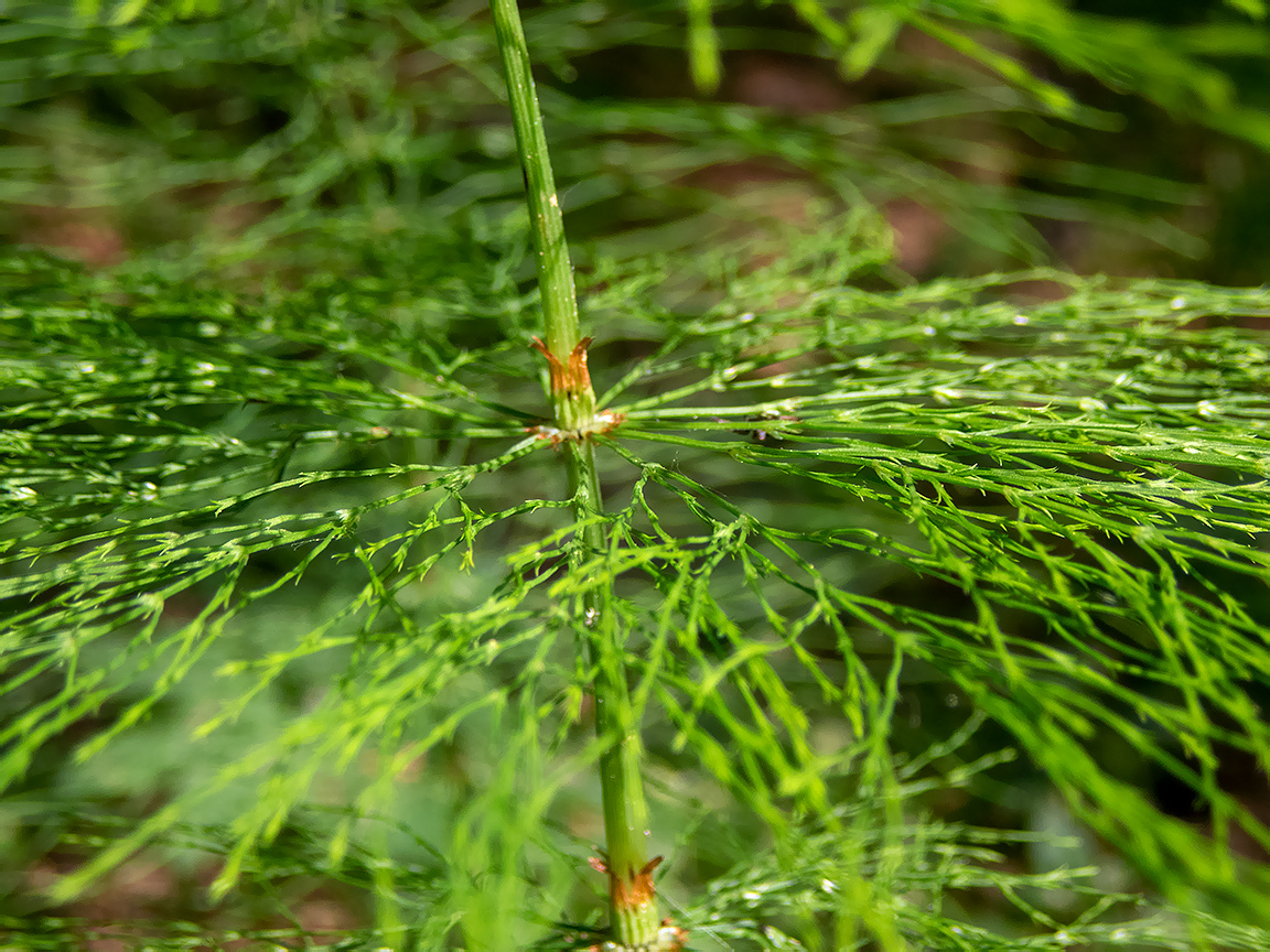 Изображение особи Equisetum sylvaticum.