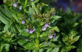 Veronica anagallis-aquatica. Верхушка побега с соцветием. Дагестан, Магарамкентский р-н, окр. с. Приморский, песчаный пляж, берег ручья. 05.05.2022.