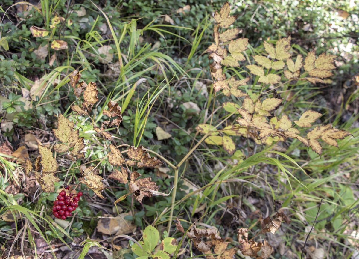 Image of Actaea erythrocarpa specimen.