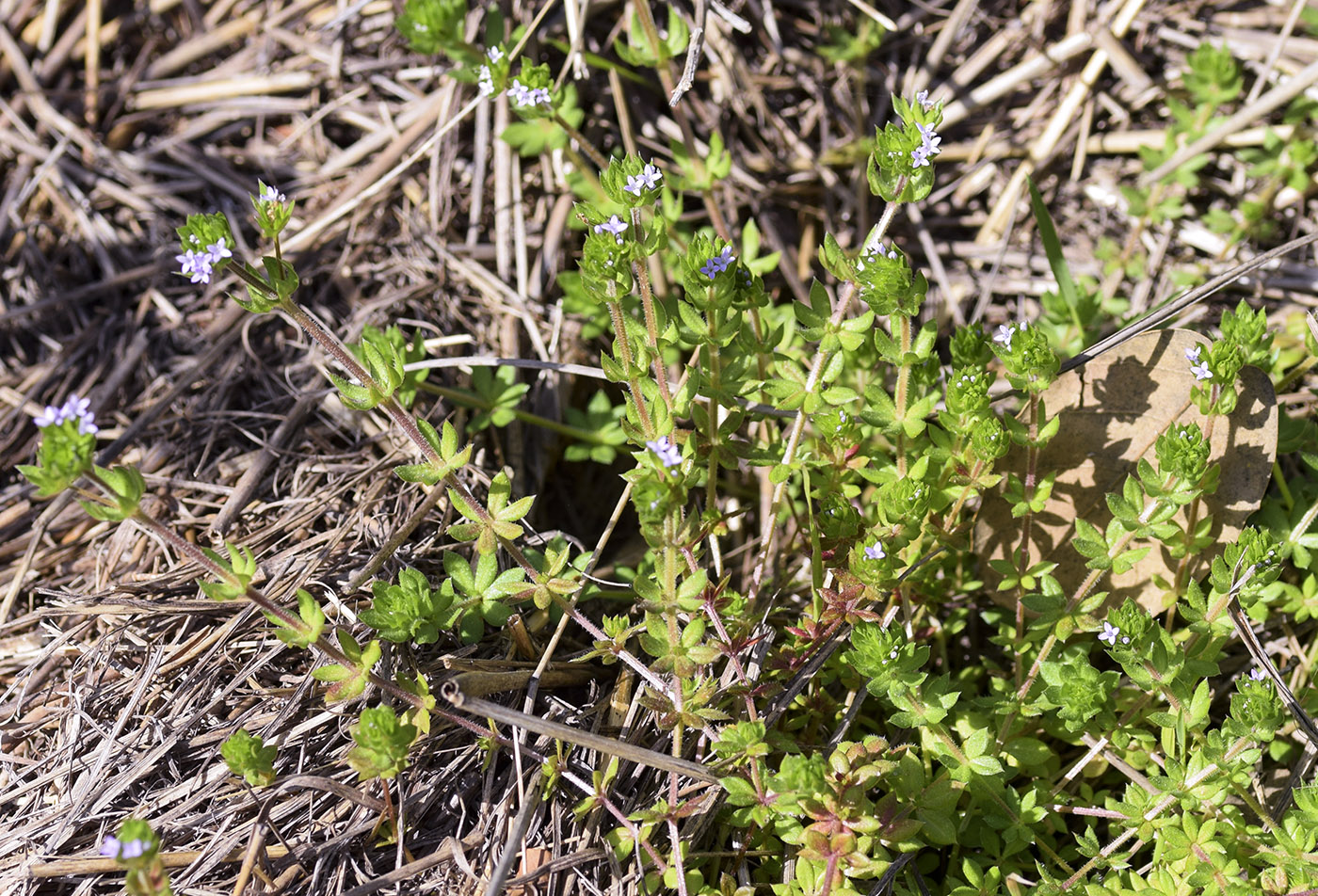 Image of Sherardia arvensis specimen.