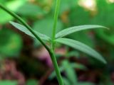 Ranunculus propinquus