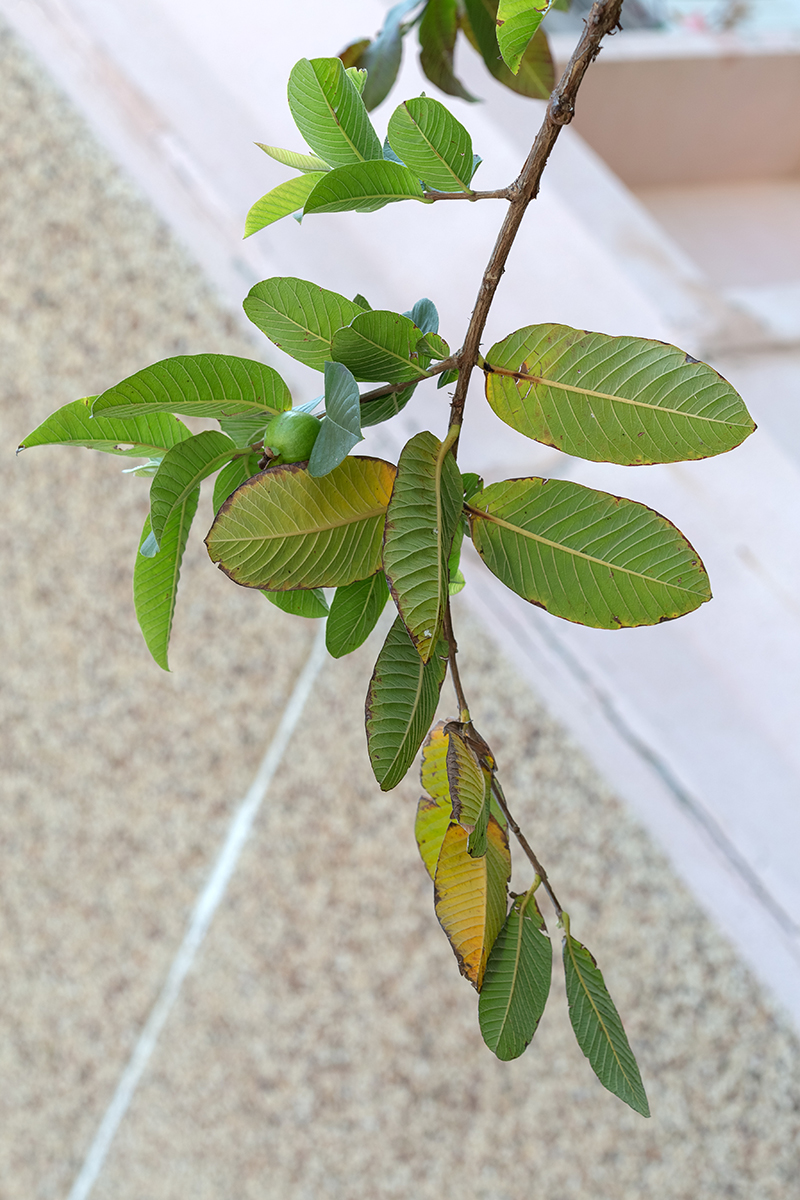 Изображение особи Psidium guajava.