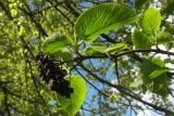 Viburnum lantana