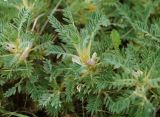 Astragalus arnacanthoides