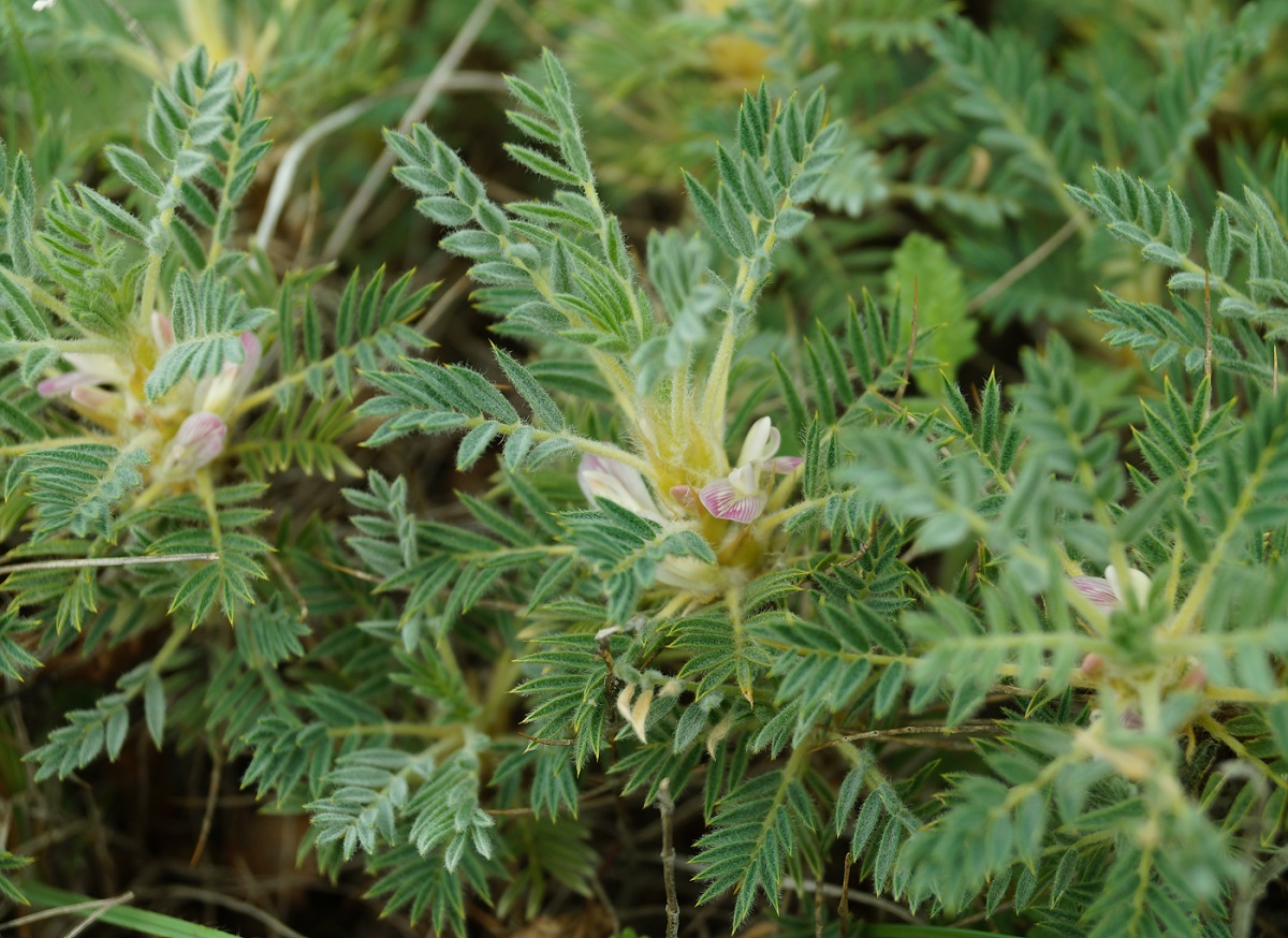 Image of Astragalus arnacanthoides specimen.