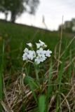 Pulmonaria mollis