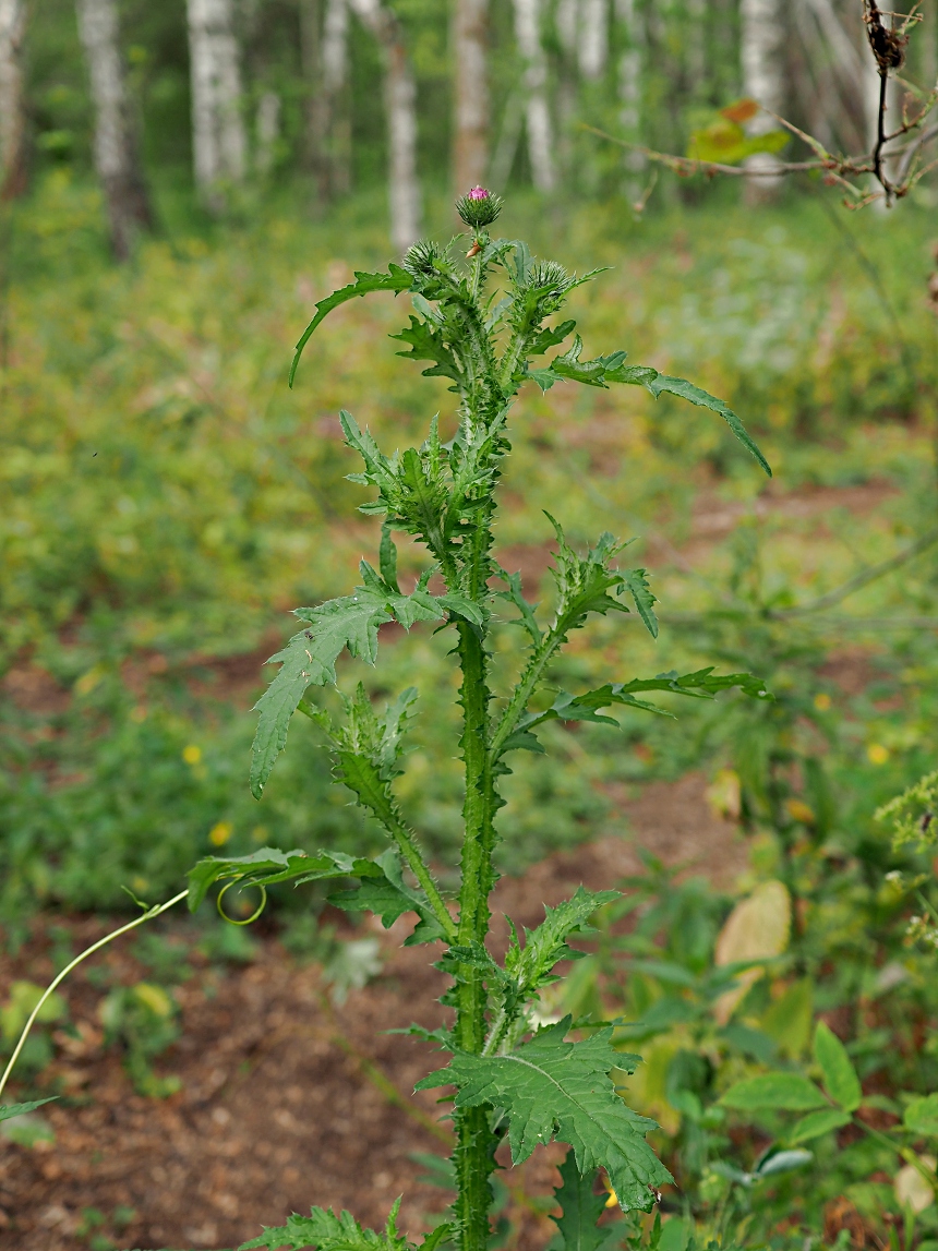 Изображение особи Carduus crispus.