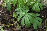 Potentilla recta