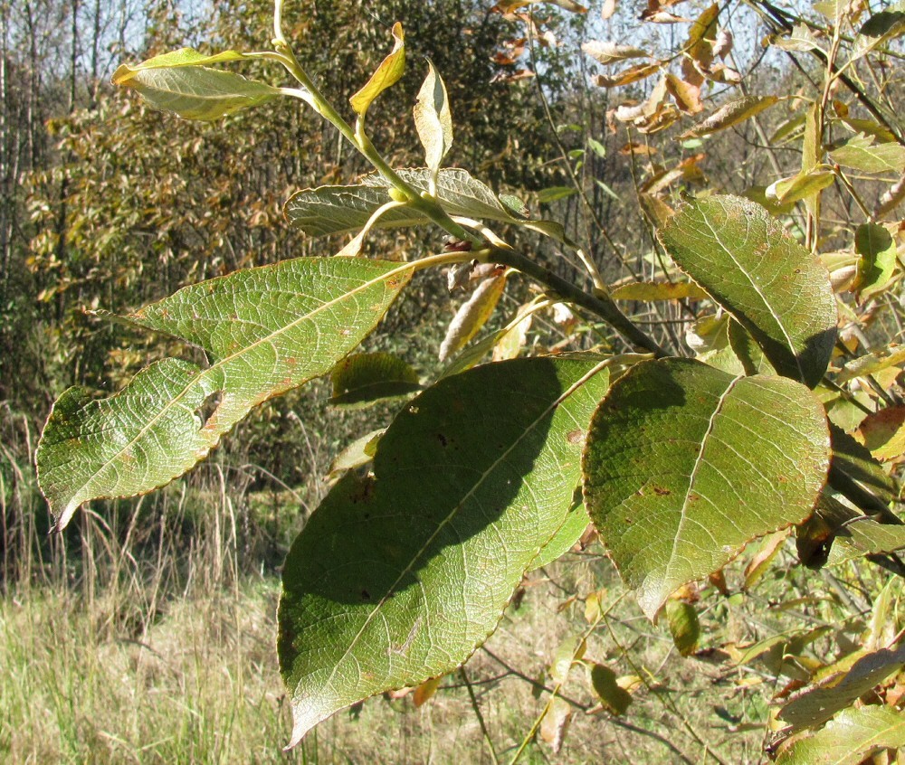 Image of Salix caprea specimen.