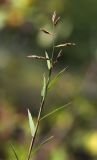 Image of taxon representative. Author is Вера Волкотруб