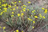 Sedum reflexum