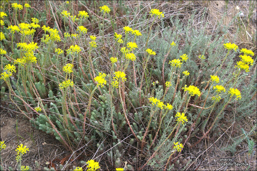 Image of Sedum reflexum specimen.