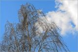 Betula pendula